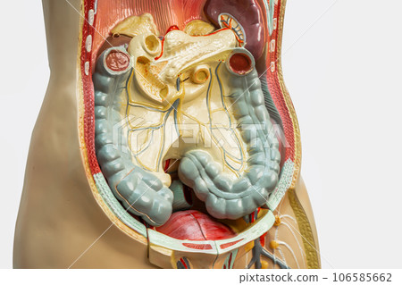 Human intestine, appendix and digestive system model anatomy for medical training course, teaching medicine education. 106585662