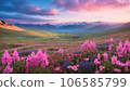 Covered in pink and blue small wildflowers beautiful Mountain valley 106585799