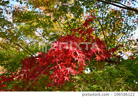 Autumn leaves of Taima-dera Okuin 106586122