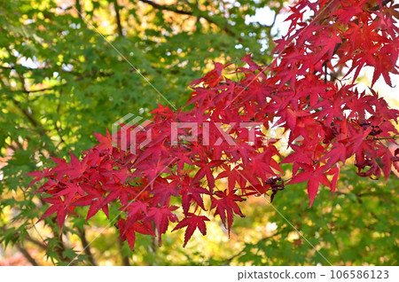 Autumn leaves of Taima-dera Okuin 106586123