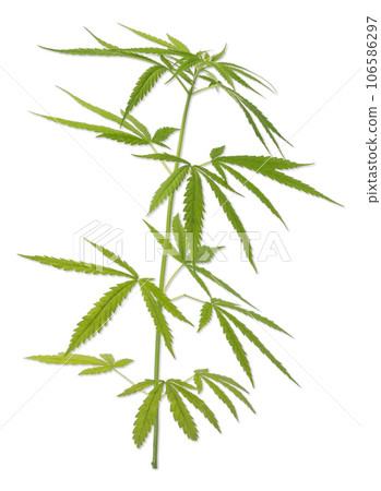 Cannabis or hemp plant isolated on white background. Cannabis or hemp plant isolated on white background. 106586297