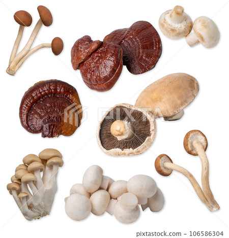 Assorted of edible mushrooms isolated on white background with clipping path. 106586304