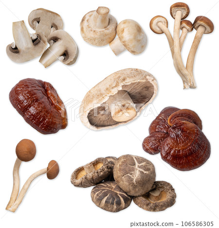Assorted of edible mushrooms isolated on white background with clipping path. 106586305