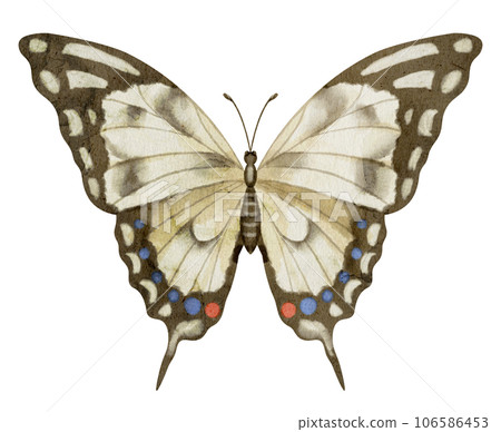 Butterfly Machaon on white isolated background. Watercolor illustration of insect with brown Wings. Hand drawn clip art of flying moth for cards and icons. Drawing of vintage print in pastel colours. Butterfly Machaon on white isolated background. Watercolor illustration of insect with brown Wings. Hand drawn clip art of flying moth for cards and icons. Drawing of vintage print in pastel colours. 106586453