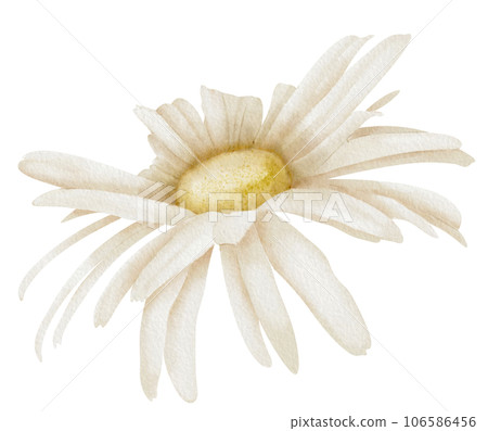 Daisy Flower. Hand drawn Floral watercolor illustration of white Chamomile on isolated background. Botanical drawing for greeting cards or wedding invitations. Artistic sketch for icon or logo. 106586456