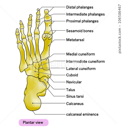 Illustration of a simple foot bone Illustration of a simple foot bone 106586467