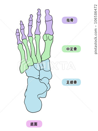 簡單的腳骨插圖 106586472