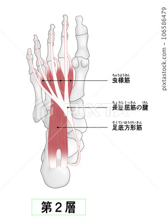 Simple illustration of the bones and muscles of the sole of the foot 106586479