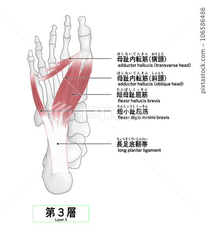 Simple illustration of the bones and muscles of the sole of the foot 106586486