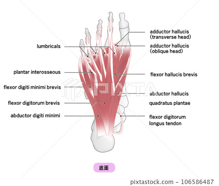 Simple illustration of the bones and muscles of the sole of the foot 106586487
