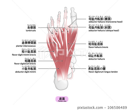 腳底的骨骼和肌肉簡單圖解 106586489