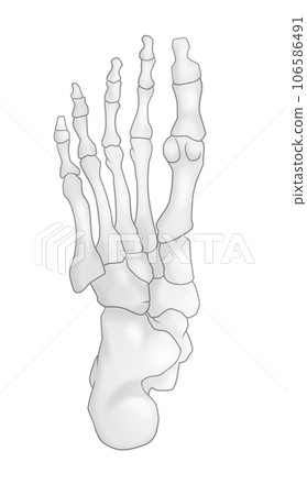 Illustration of a simple foot bone 106586491