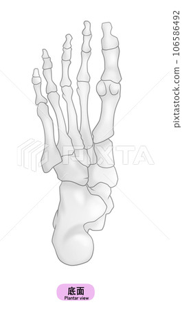 Illustration of a simple foot bone Illustration of a simple foot bone 106586492