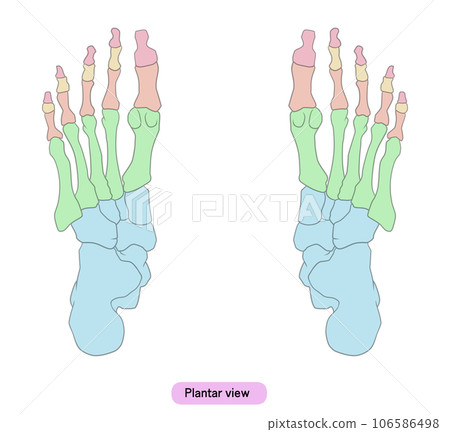 Illustration of a simple foot bone Illustration of a simple foot bone 106586498