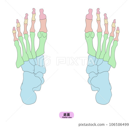 Illustration of a simple foot bone 106586499