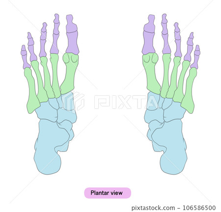 Illustration of a simple foot bone Illustration of a simple foot bone 106586500