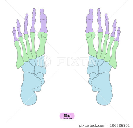 Illustration of a simple foot bone Illustration of a simple foot bone 106586501