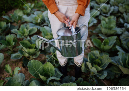 Close up of farmer standing in the middle of cabbage field with watering can in hands. 106586564