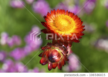 Red and yellow flowers on a background of green foliage. Helichrysum orientale. Beautiful bright flowers and background blur. 106586815
