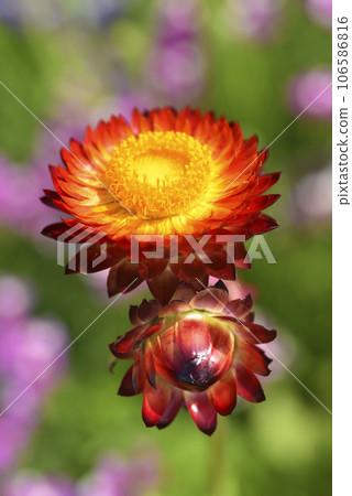 Red and yellow flowers on a background of green foliage. Helichrysum orientale. Beautiful bright flowers and background blur. 106586816