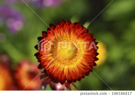 Red and yellow flowers on a background of green foliage. Helichrysum orientale. Beautiful bright flowers and background blur. Red and yellow flowers on a background of green foliage. Helichrysum orientale. Beautiful bright flowers and background blur. 106586817