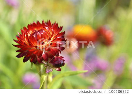 Red and yellow flowers on a background of green foliage. Helichrysum orientale. Beautiful bright flowers and background blur. Red and yellow flowers on a background of green foliage. Helichrysum orientale. Beautiful bright flowers and background blur. 106586822