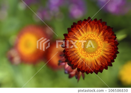 Red and yellow flowers on a background of green foliage. Helichrysum orientale. Beautiful bright flowers and background blur. 106586830