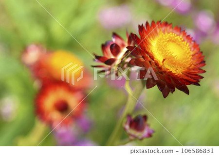 Red and yellow flowers on a background of green foliage. Helichrysum orientale. Beautiful bright flowers and background blur. 106586831