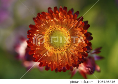 Red and yellow flowers on a background of green foliage. Helichrysum orientale. Beautiful bright flowers and background blur. 106586836