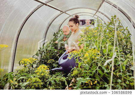 Young mother holds child with one hand while watering tomatoes in greenhouse under supervision of her husband, who looks through small window. 106586899