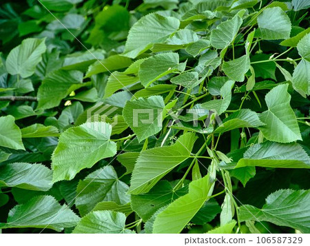 green linden leaves, close-up. background of green leaves 106587329
