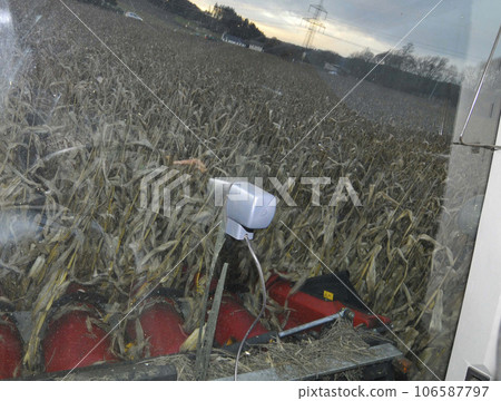 combine harvester in the corn harvest 106587797