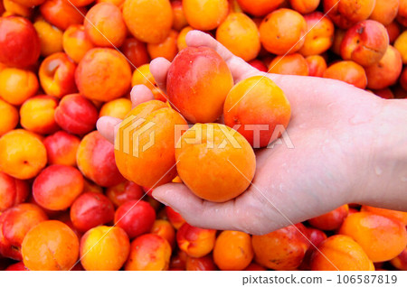 ripe apricots at the market 106587819