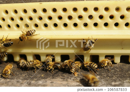 beehive with bees flying around beehive with bees flying around 106587833