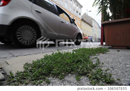 plants as a sign of vitality 106587835