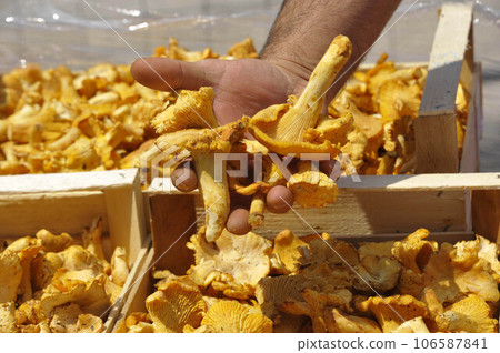 freshly harvested chanterelles from the market freshly harvested chanterelles from the market 106587841