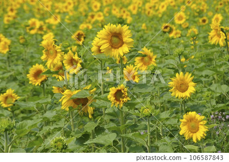 yellow sunflower or Helianthus plant field 106587843