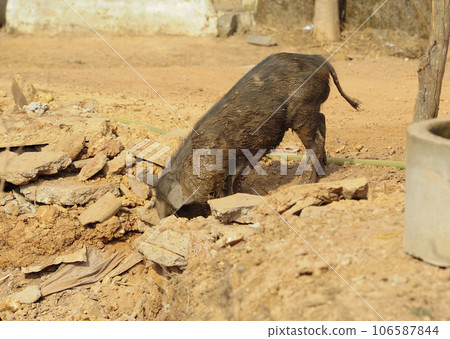 pig walking around on a farm 106587844
