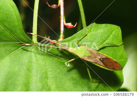 Spotted Spider Bug Spotted Spider Bug 106588179