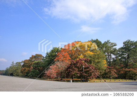 Autumn leaves, ginkgo trees, and wild birds at the Kyoto Imperial Palace Autumn leaves, ginkgo trees, and wild birds at the Kyoto Imperial Palace 106588200
