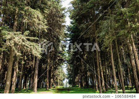 Kinale Forest is located 60kms from Nairobi along the Nairobi- Naivasha highway, Kinungi route. The forest has several largely unexplored tourist attractions including Thiririka Water Falls, Theta Dam Kinale Forest is located 60kms from Nairobi along the Nairobi- Naivasha highway, Kinungi route. The forest has several largely unexplored tourist attractions including Thiririka Water Falls, Theta Dam 106588484