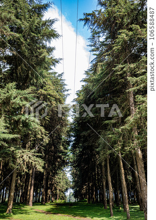 Kinale Forest is located 60kms from Nairobi along the Nairobi- Naivasha highway, Kinungi route. The forest has several largely unexplored tourist attractions including Thiririka Water Falls, Theta Dam Kinale Forest is located 60kms from Nairobi along the Nairobi- Naivasha highway, Kinungi route. The forest has several largely unexplored tourist attractions including Thiririka Water Falls, Theta Dam 106588487