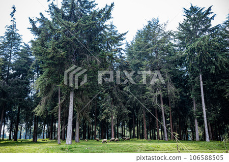 Kinale Forest is located 60kms from Nairobi along the Nairobi- Naivasha highway, Kinungi route. The forest has several largely unexplored tourist attractions including Thiririka Water Falls, Theta Dam Kinale Forest is located 60kms from Nairobi along the Nairobi- Naivasha highway, Kinungi route. The forest has several largely unexplored tourist attractions including Thiririka Water Falls, Theta Dam 106588505