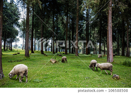Kinale Forest is located 60kms from Nairobi along the Nairobi- Naivasha highway, Kinungi route. The forest has several largely unexplored tourist attractions including Thiririka Water Falls, Theta Dam Kinale Forest is located 60kms from Nairobi along the Nairobi- Naivasha highway, Kinungi route. The forest has several largely unexplored tourist attractions including Thiririka Water Falls, Theta Dam 106588508