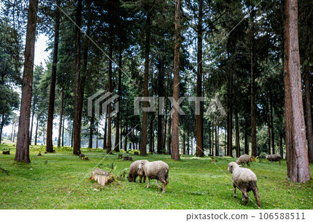 Kinale Forest is located 60kms from Nairobi along the Nairobi- Naivasha highway, Kinungi route. The forest has several largely unexplored tourist attractions including Thiririka Water Falls, Theta Dam Kinale Forest is located 60kms from Nairobi along the Nairobi- Naivasha highway, Kinungi route. The forest has several largely unexplored tourist attractions including Thiririka Water Falls, Theta Dam 106588511