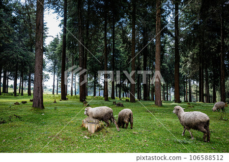 Kinale Forest is located 60kms from Nairobi along the Nairobi- Naivasha highway, Kinungi route. The forest has several largely unexplored tourist attractions including Thiririka Water Falls, Theta Dam Kinale Forest is located 60kms from Nairobi along the Nairobi- Naivasha highway, Kinungi route. The forest has several largely unexplored tourist attractions including Thiririka Water Falls, Theta Dam 106588512