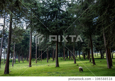 Kinale Forest is located 60kms from Nairobi along the Nairobi- Naivasha highway, Kinungi route. The forest has several largely unexplored tourist attractions including Thiririka Water Falls, Theta Dam Kinale Forest is located 60kms from Nairobi along the Nairobi- Naivasha highway, Kinungi route. The forest has several largely unexplored tourist attractions including Thiririka Water Falls, Theta Dam 106588518
