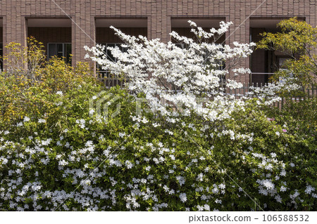 Landscape of white dogwood, white thatch and tiled buildings Landscape of white dogwood, white thatch and tiled buildings 106588532