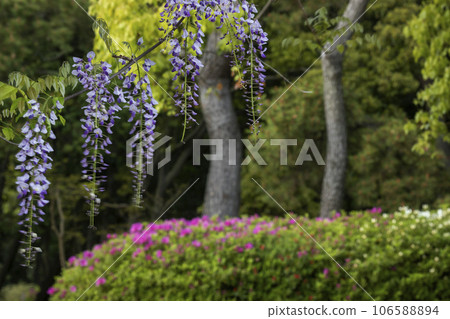 紫藤和茅草花的春天景色-3 紫藤和茅草花的春天景色-3 106588894