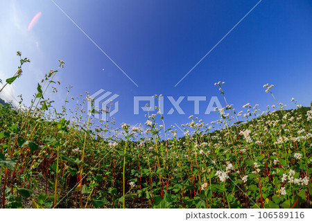 Blue sky and buckwheat field photographed with a fisheye lens 106589116